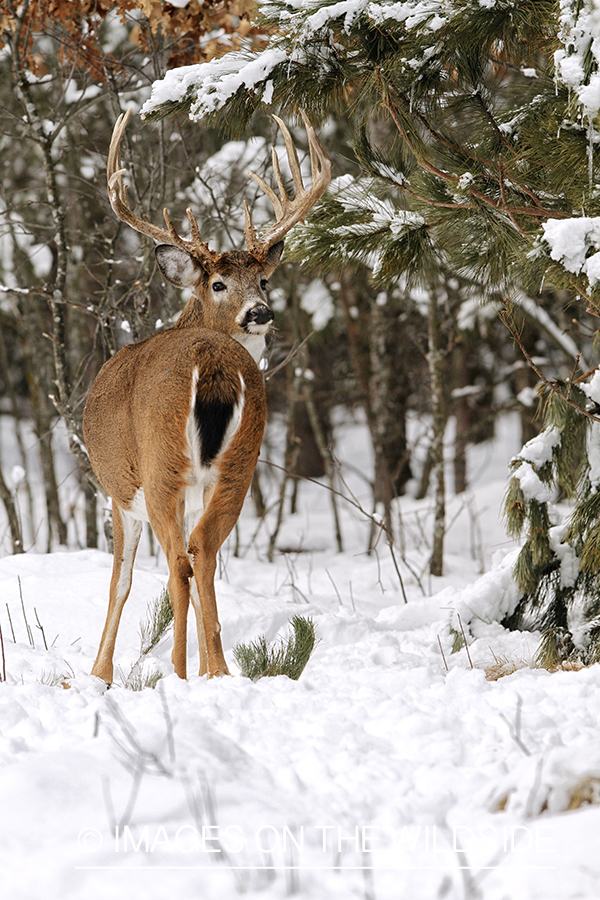 White-tailed buck in winter habitat.