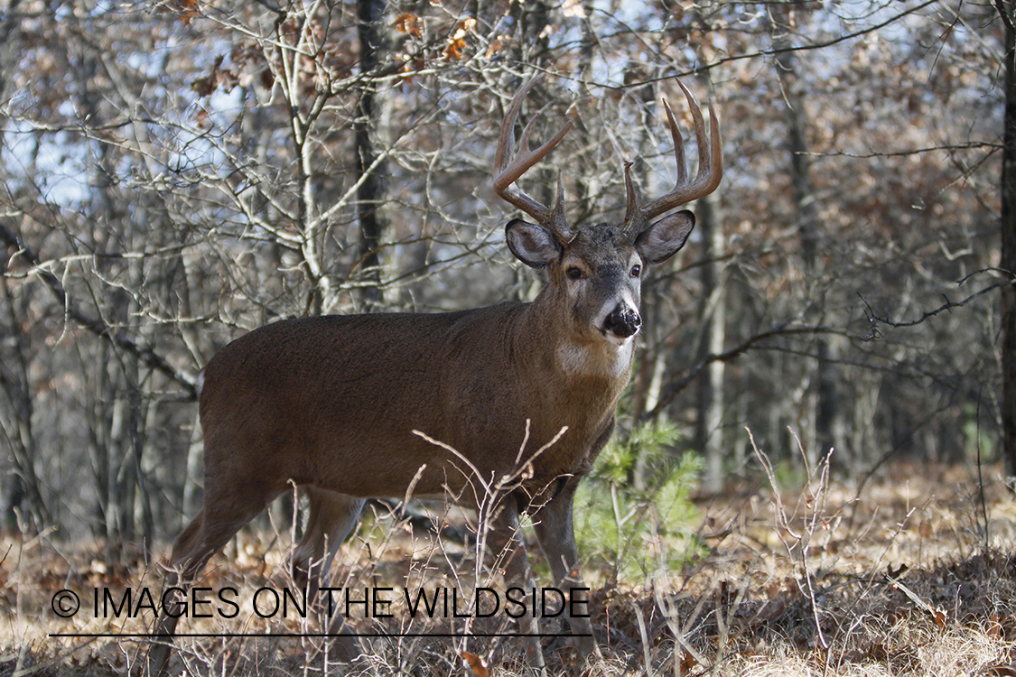 White-tailed buck in habitat.