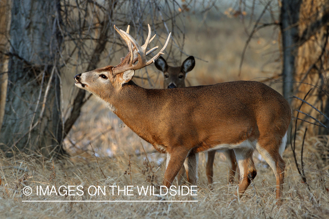 White-tailed buck in habitat.