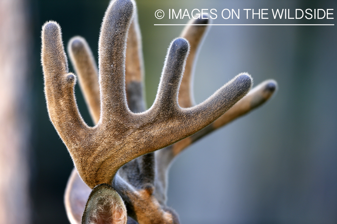 White-tailed buck in velvet.