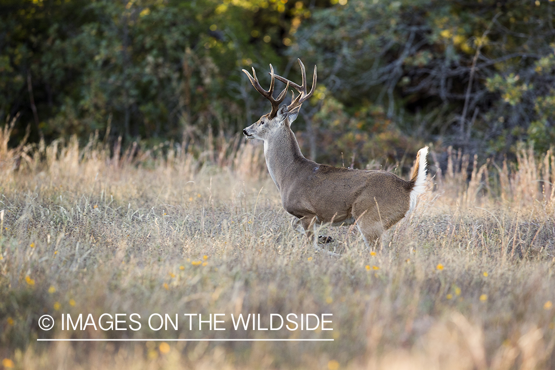 White-tailed buck fleeing in habitat.