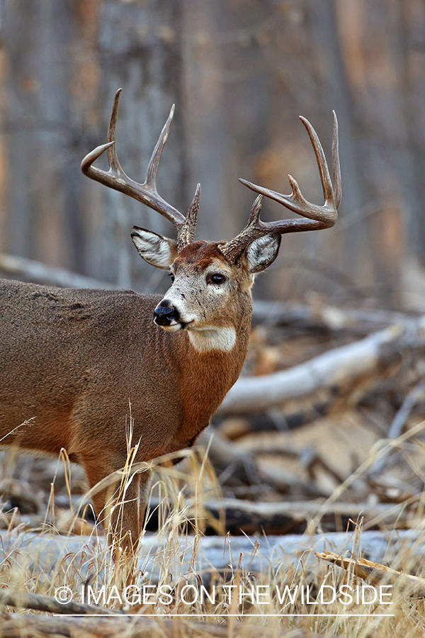 White-tailed buck in habitat. 