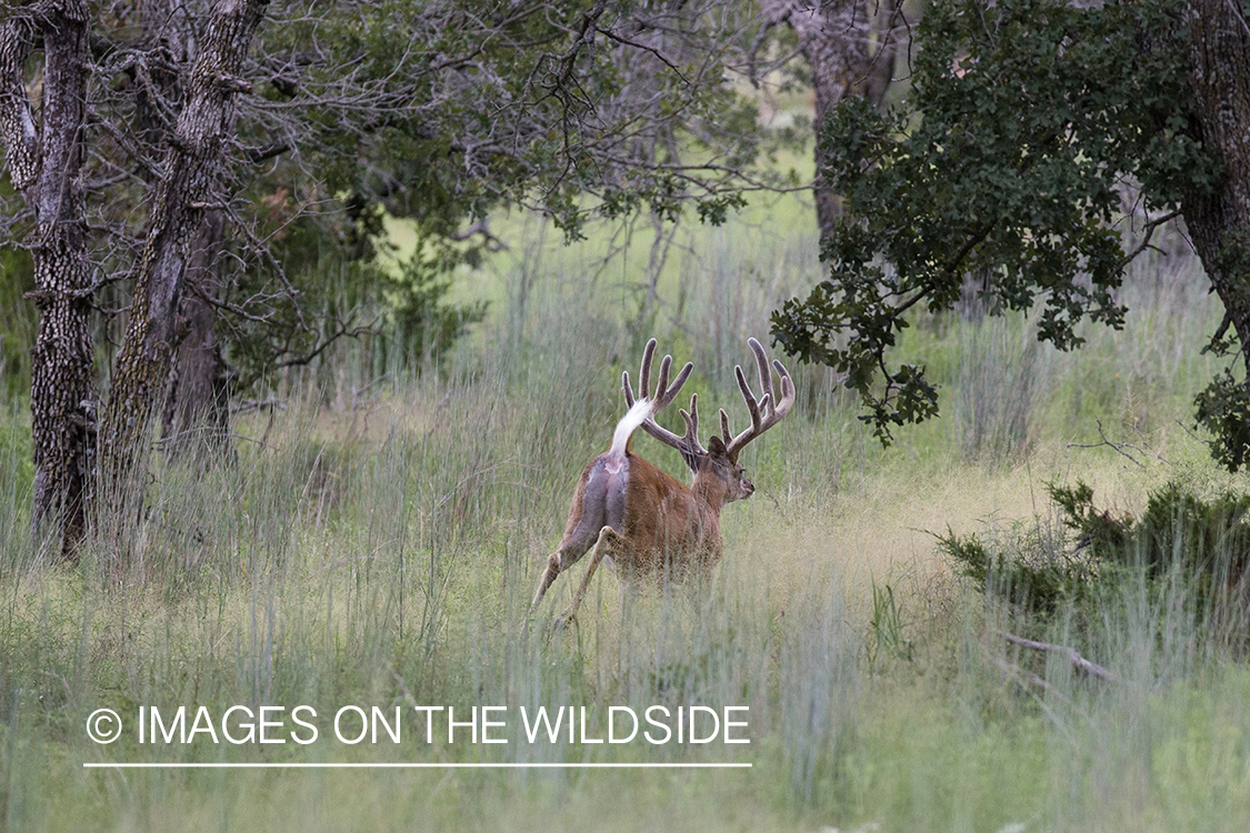 White-tailed buck in velvet fleeing.