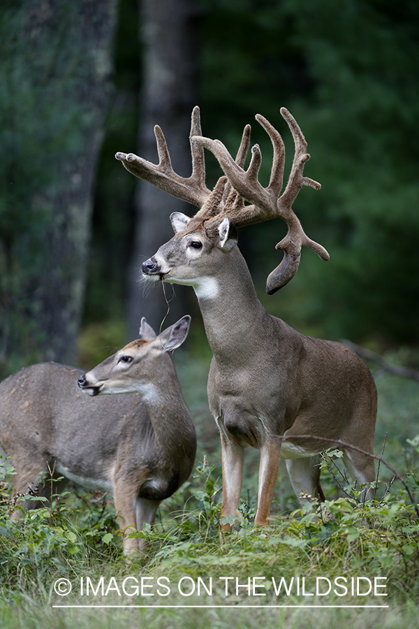 White-tailed deer in habitat.