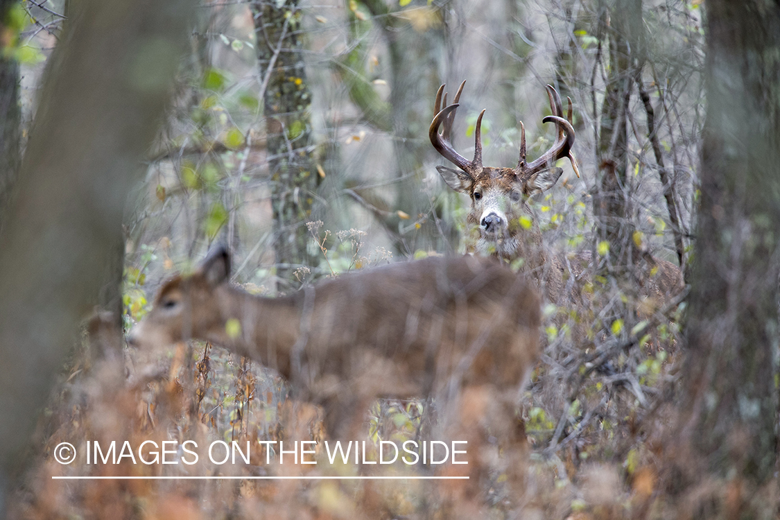 White-tailed buck and doe in habitat.