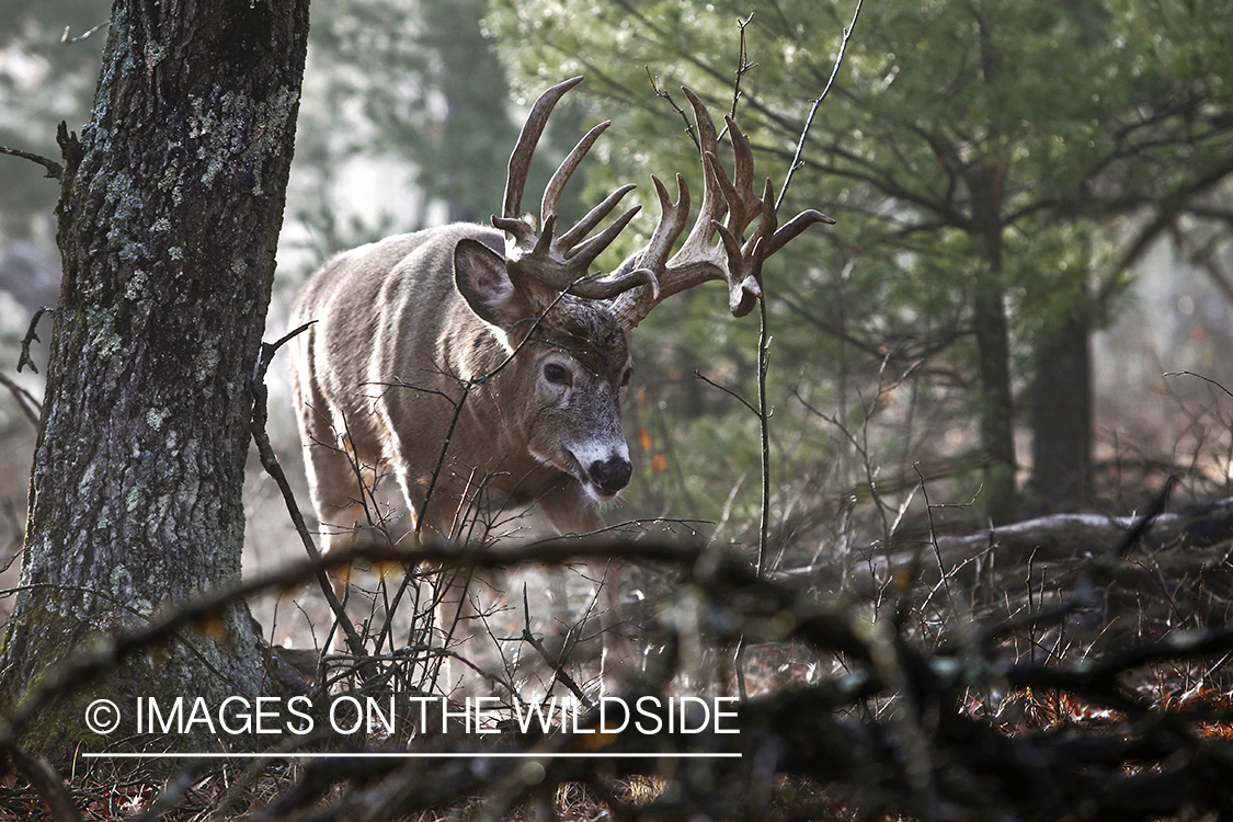 White-tailed buck following doe trail during the rut.
