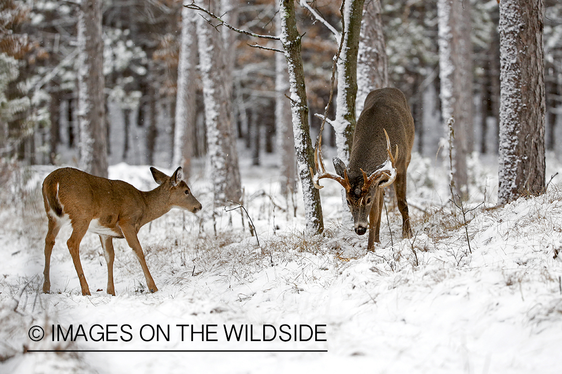 White-tailed buck approaching doe in the rut.