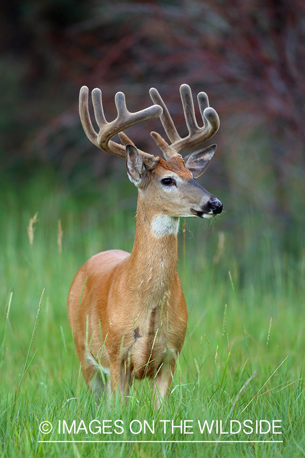 White-tailed Buck in Velvet.