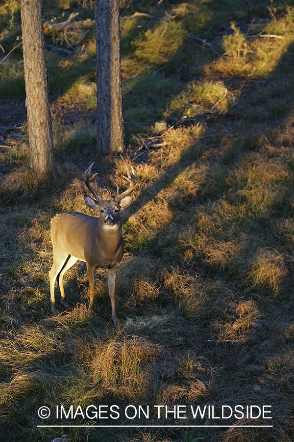 White-tailed buck photographed from tree stand.