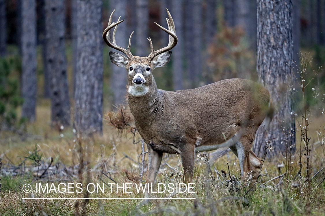 White-tailed buck in the Rut in habitat.