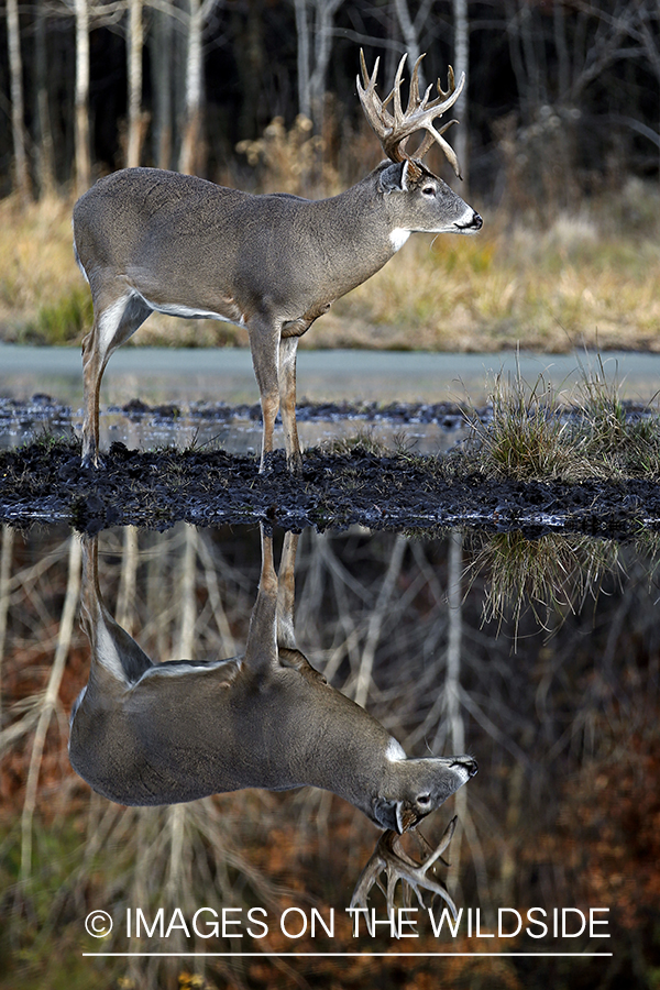 White-tailed buck with reflection in water.