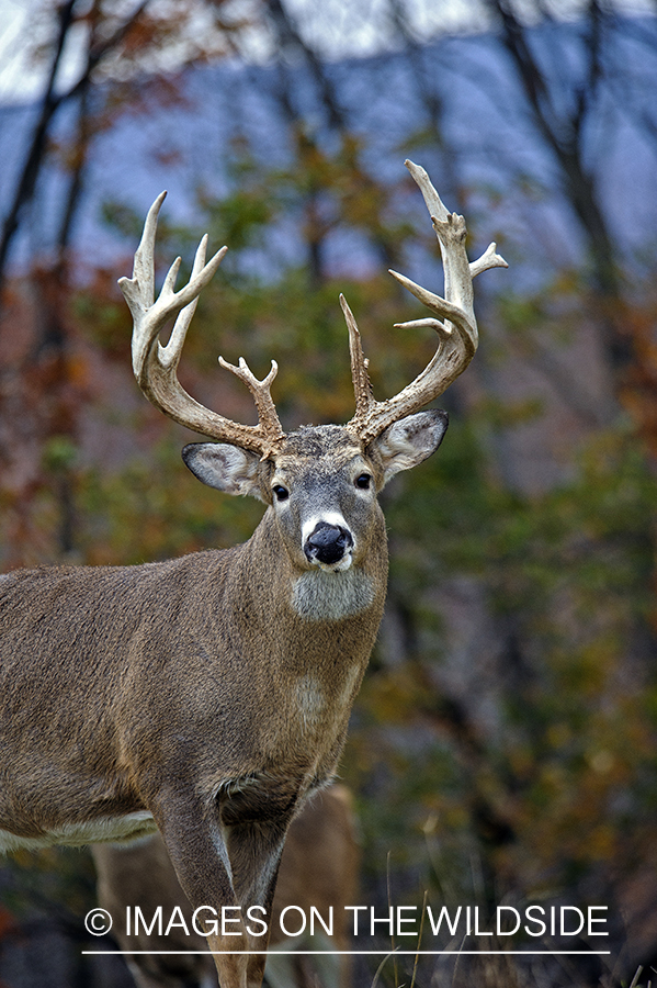 Whitetailed buck in habitat.