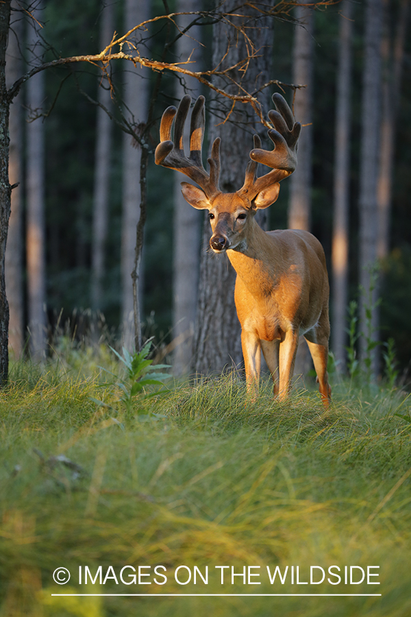 White-tailed buck in velvet.