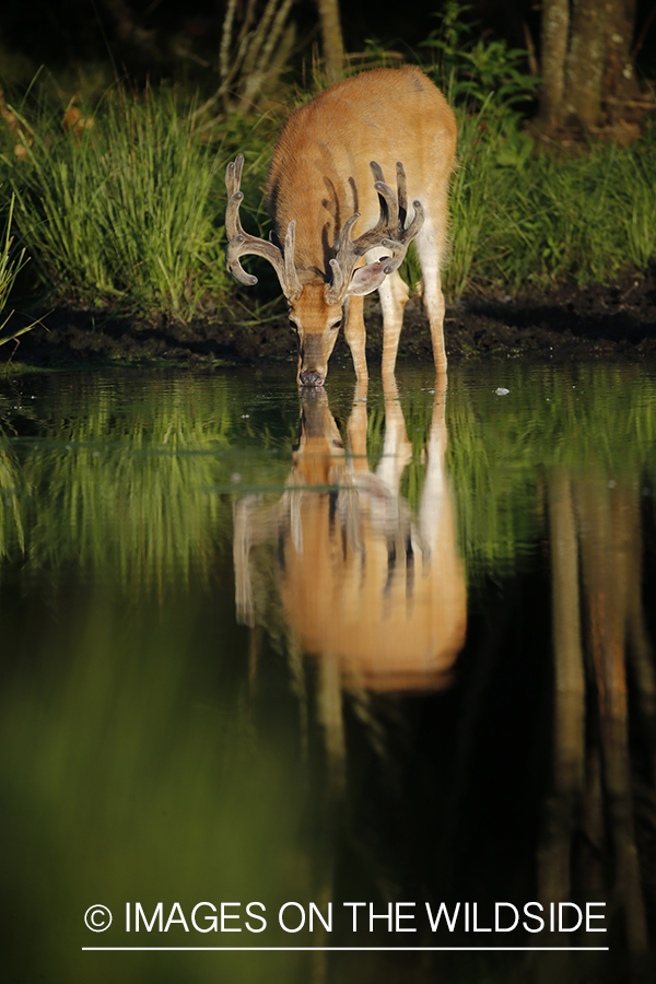 White-tailed deer in velvet next to water. 