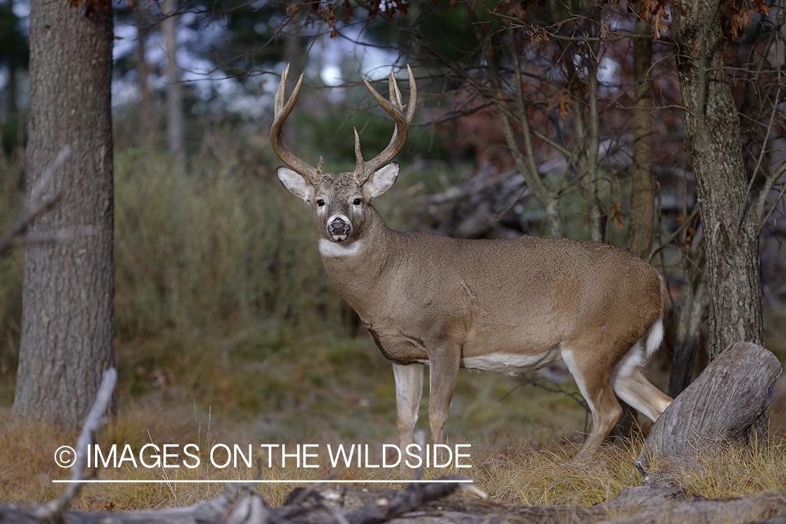 White-tailed buck in field.