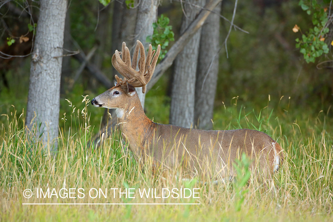 White-tailed buck in Velvet.