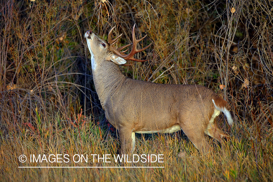 White-tailed buck in the rut.