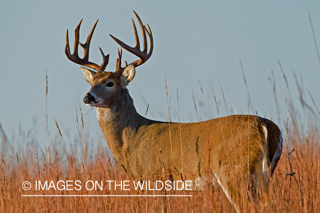 White-tailed buck in field.