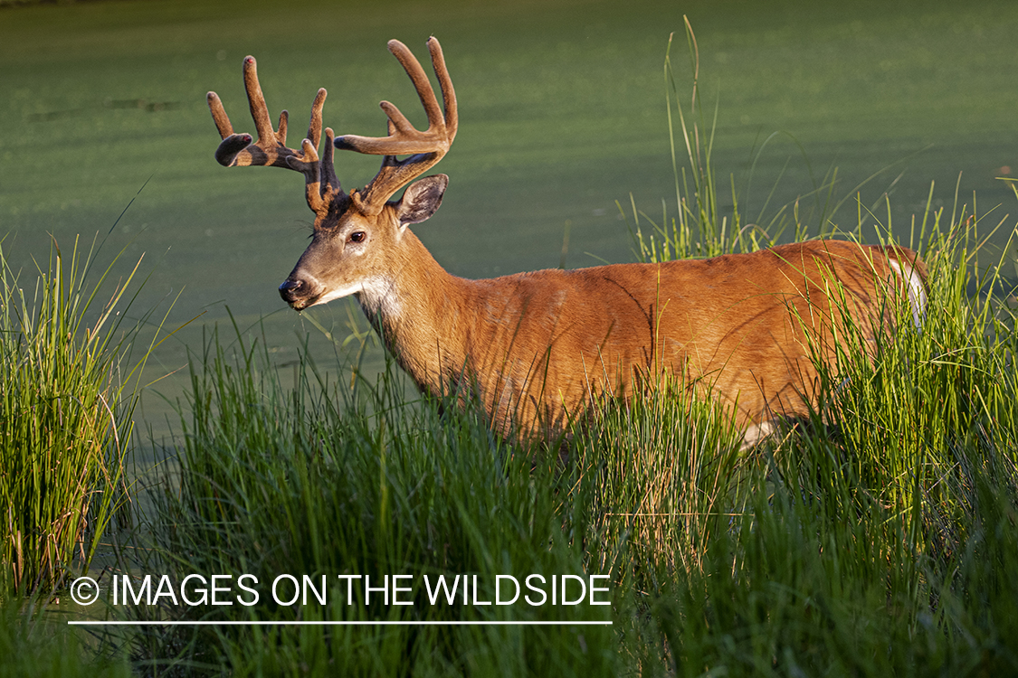 White-tailed buck in Velvet.