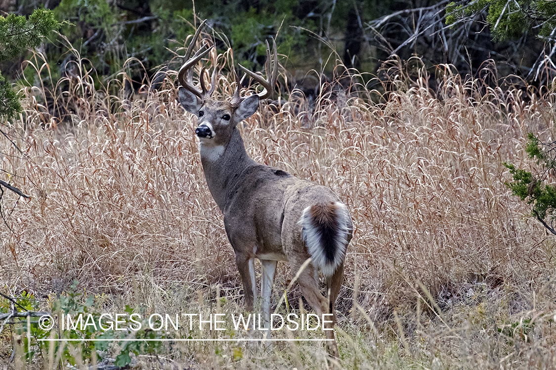 White-tailed buck in field.