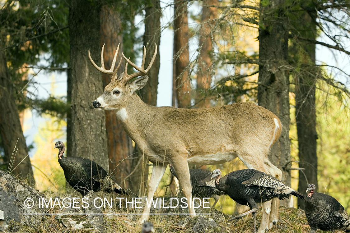 White-tailed deer and turkeys in habitat