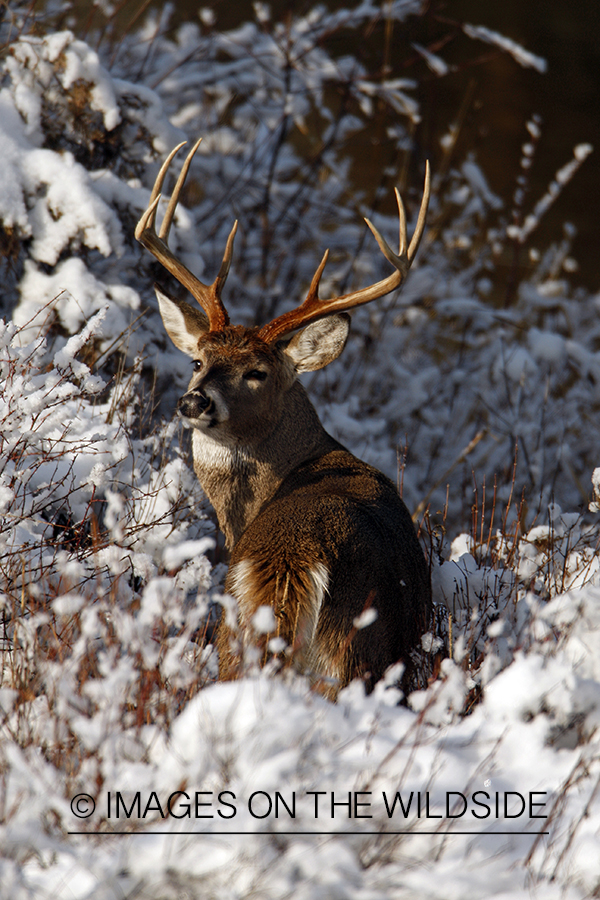 White-tailed deer in habitat