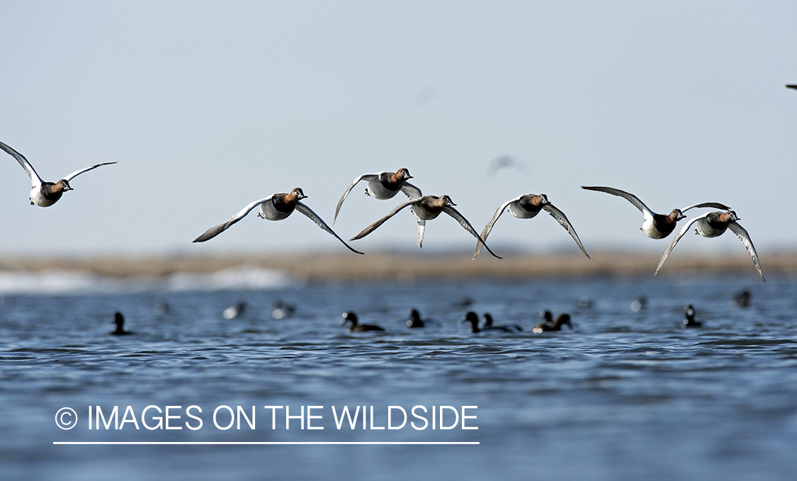 Canvasback in habitat.