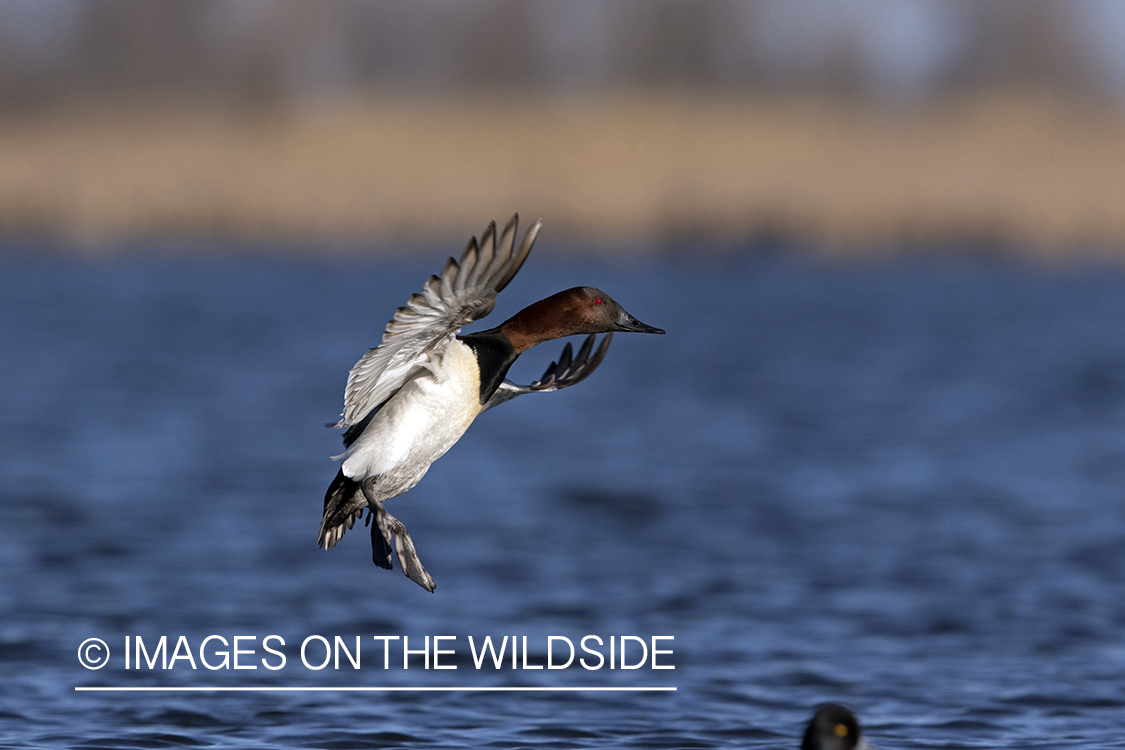 Canvasback drake in flight.