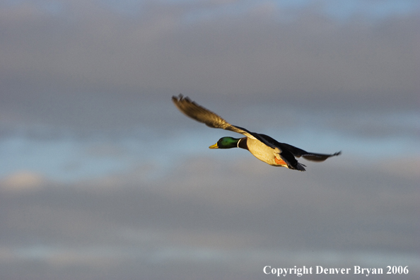 Mallard in flight.