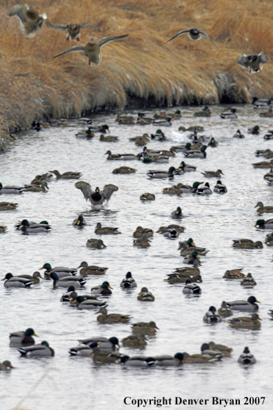 Flock of Mallard Ducks