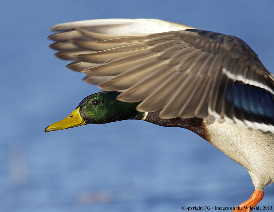 Mallard in flight.