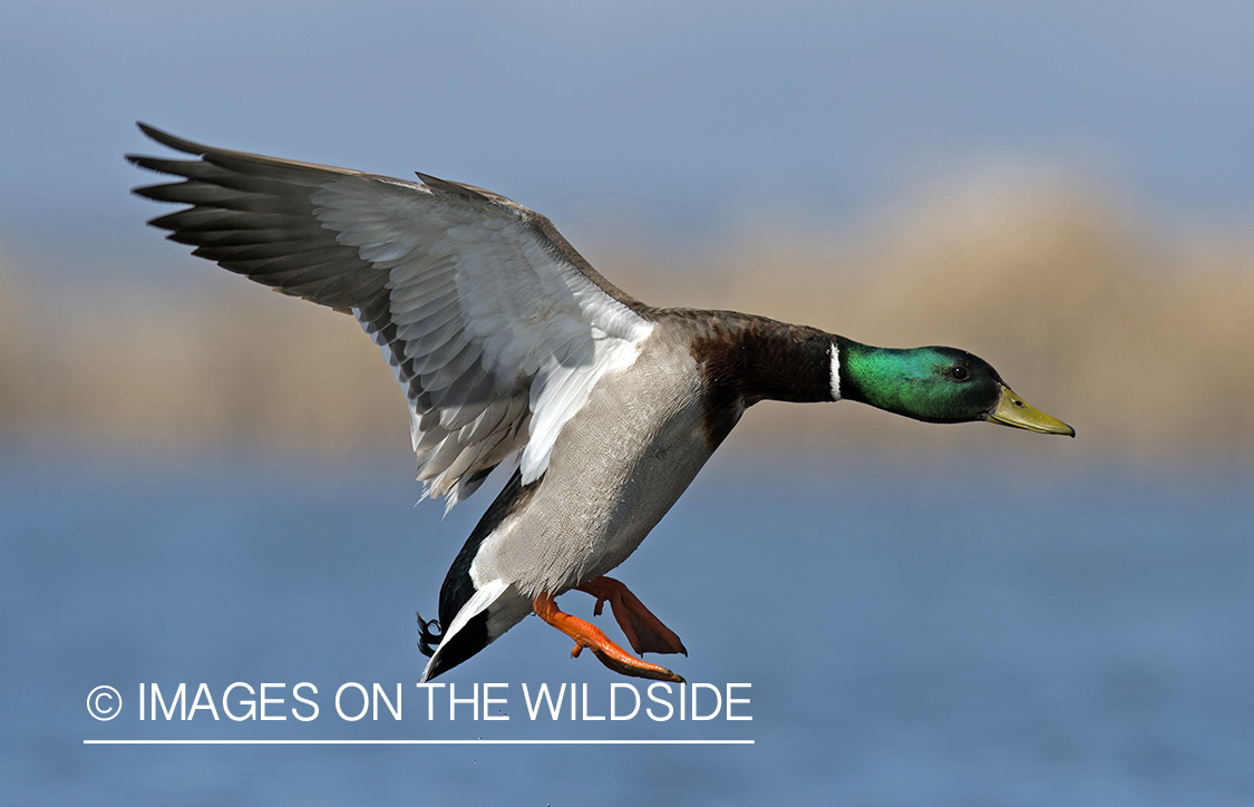 Mallard in flight.