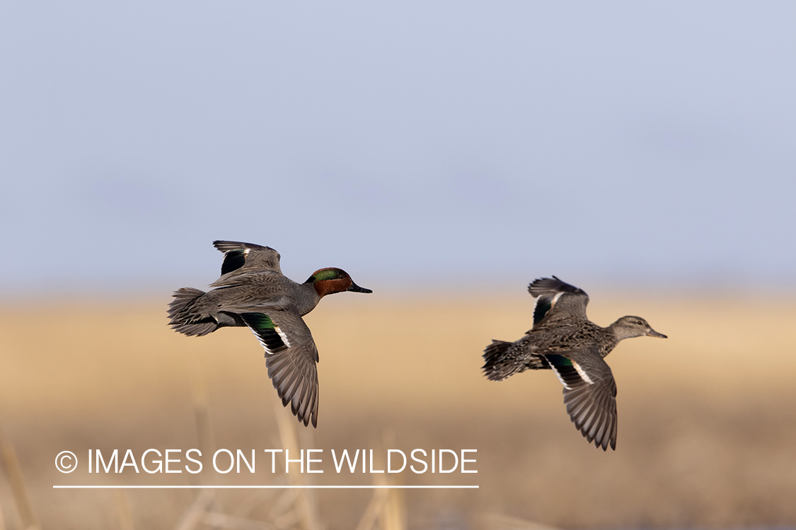 Green-winged Teal in flight.