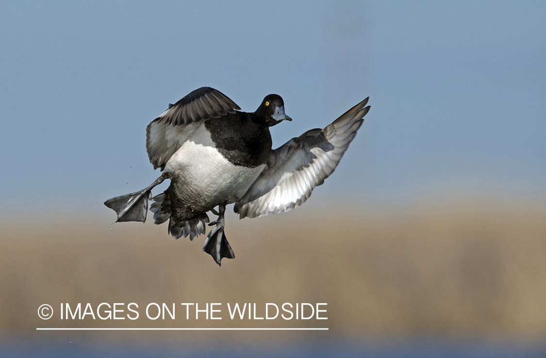 Lesser Scaup in flight.