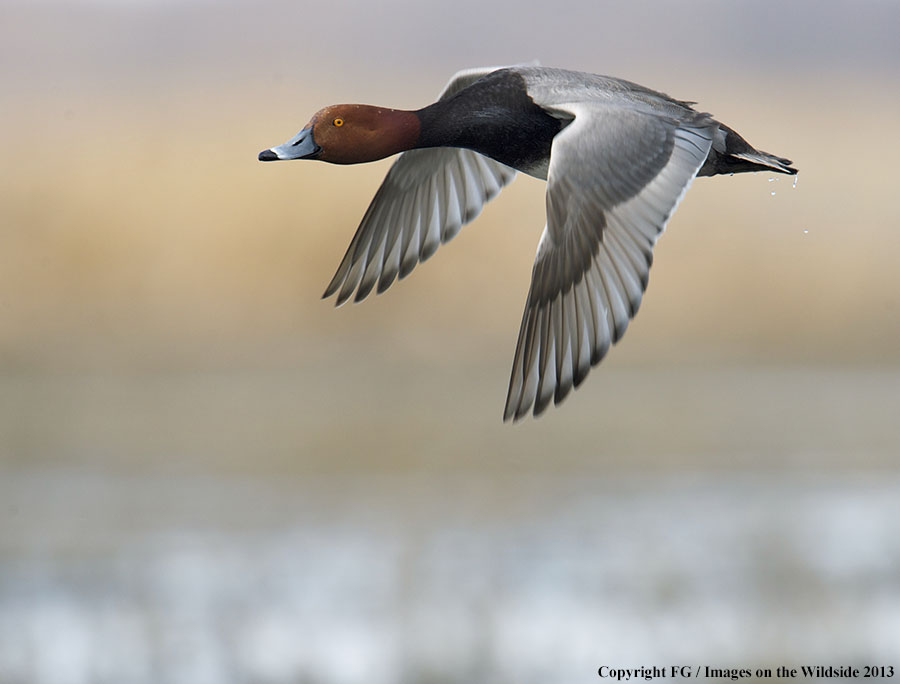 Redhead duck in flight.