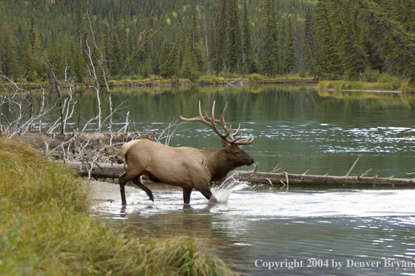 Rocky Mountain bull elk crossing stream.