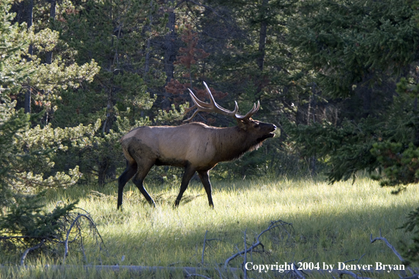 Rocky Mountain bull elk bugling.