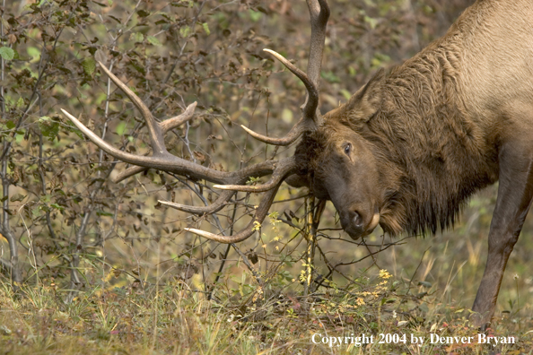 Rocky Mountain bull elk rubbing antlers/scraping on bush