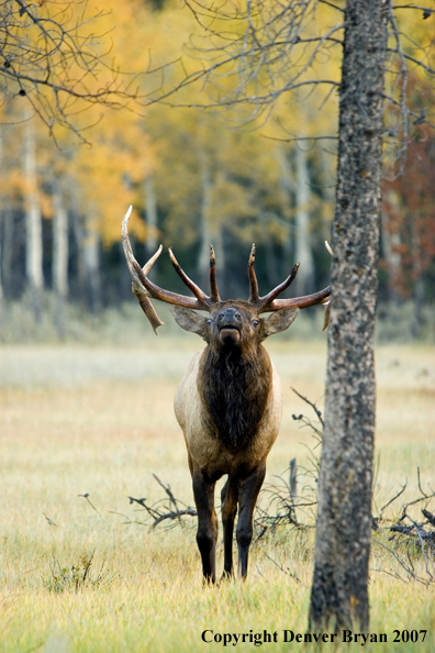 Rocky Mountain Elk