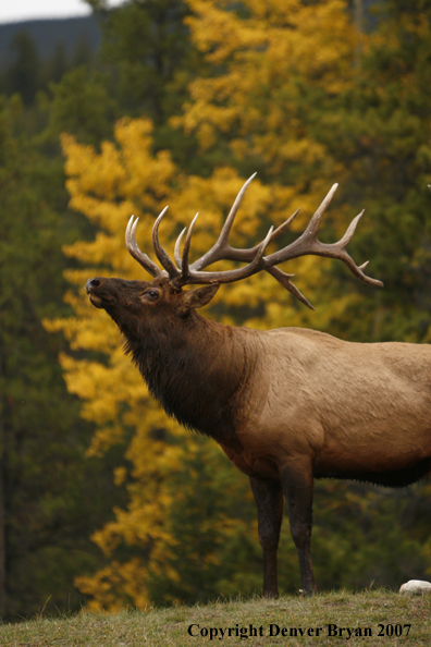 Rocky Mountain Elk 