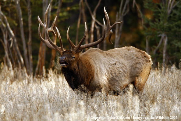 Rocky Mountain Elk bugling