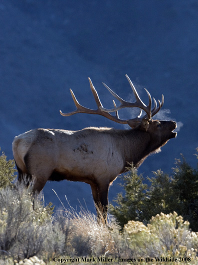 Rocky Mountain Elk in habitat