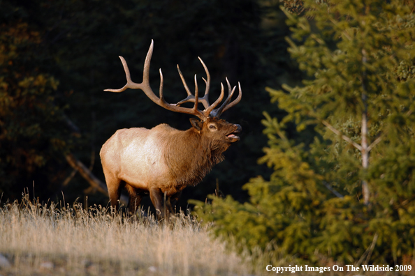 Bull Elk