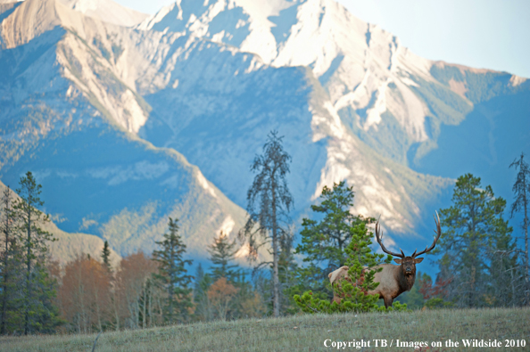 Rocky Mountain Bull Elk