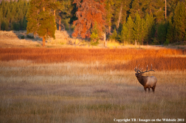 Bull elk bugling. 