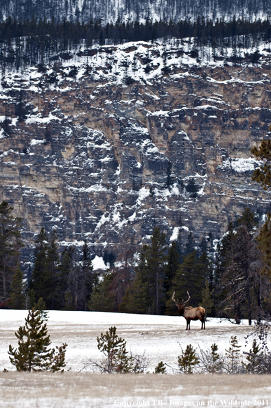 Rocky Mountain bull elk in habitat. 