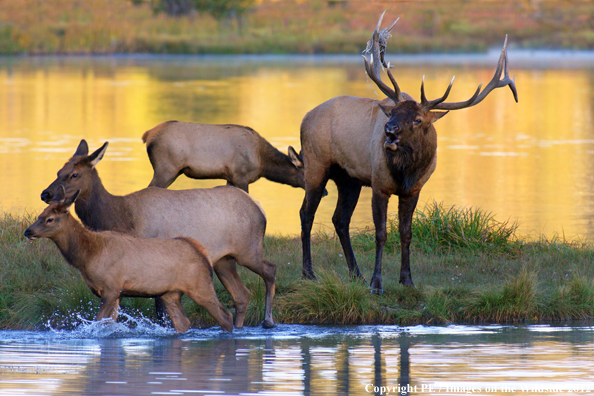 Bull elk bugling with cows and calf. 