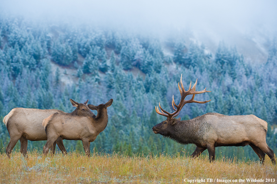 Rocky Mountain bull elk approaching cows
.