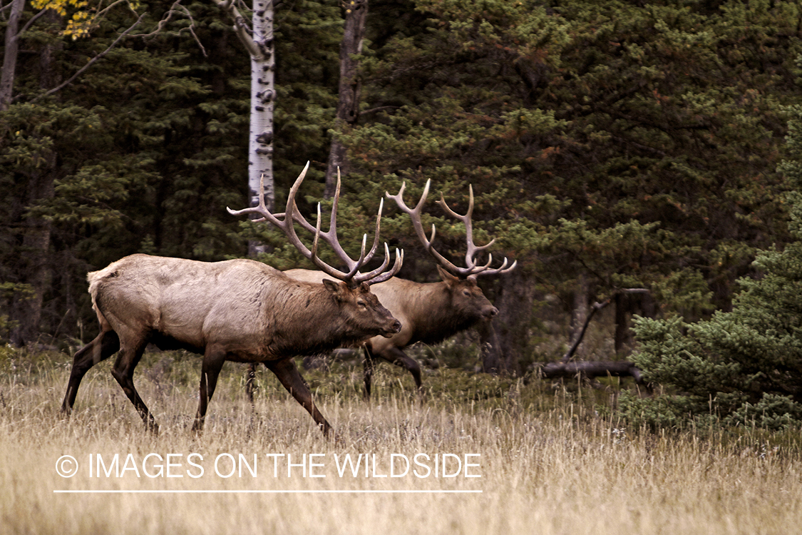 Rocky Mountain Bulls competing during the rut.