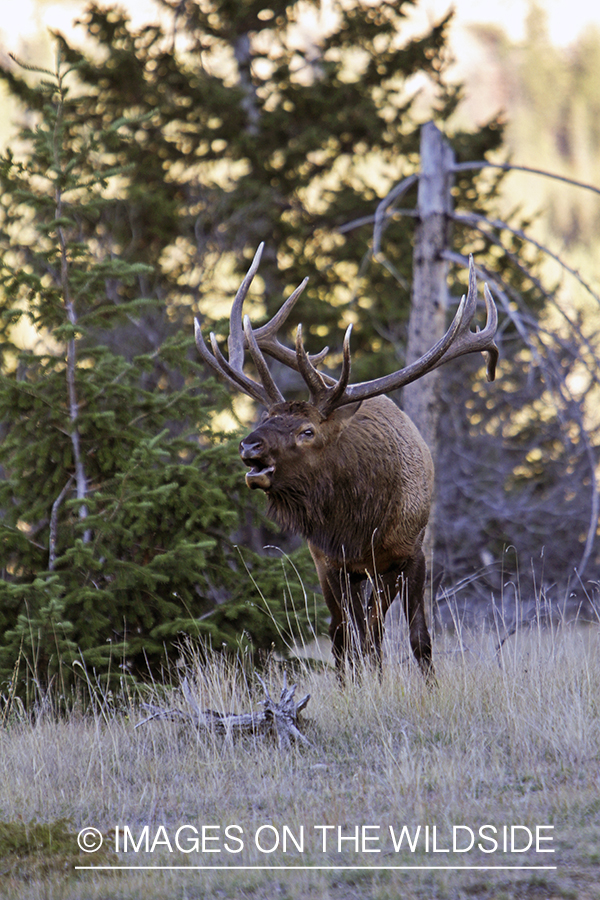 Rocky Mountain Bull Elk bugling in habitat.